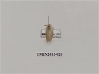藏品(灰雙線刺蛾)的圖片